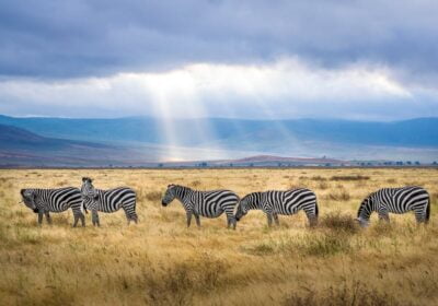 Călătorind prin Africa: Cele mai impresionante parcuri naționale pentru safari