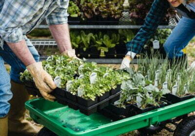 Beneficiile agriculturii ecologice pentru sănătatea solului și a plantelor