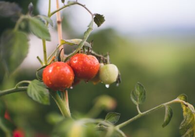 Ghidul complet al cultivării ecologice: Cum să crești legume sănătoase fără chimicale