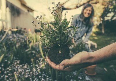 5. “Controlul dăunătorilor în grădină: Strategii naturale și ecologice pentru protejarea culturilor”