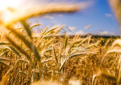 6. “Beneficiile agriculturii biodinamice: Cum să folosești forțele naturii pentru o cultură mai bună”