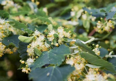 9. “Descoperă puterea plantelor medicinale: Cum să îți creezi propriul spațiu de plante aromatice și medicinale”