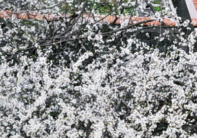 Cand zarzarii infloriti fac spectacol in jurul blocului…