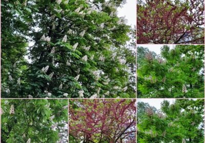 Feeria Bulevardului nostru, in zodia PUSTIULUI. Explicabil…