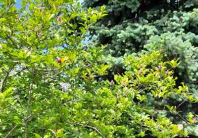  INEDIT: Magnoliile din Parcul Nichita Stanescu gata sa-nfloreasca a doua oara