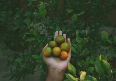 Secretele Îngrijirii Pomiculturii: Cum să Obții Recolte Bogate de Fructe