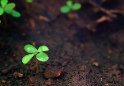 Cum să Pregătești Solul pentru O Recoltă Sănătoasă și Abundentă