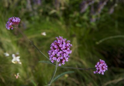 Ghid pentru Cultivarea Plantelor Medicinale și Aromatice în Ferma Ta