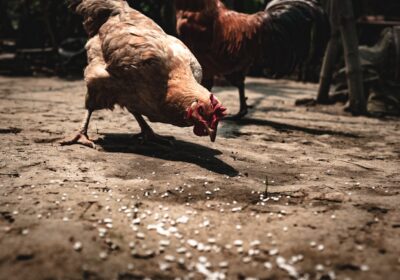Cum să Crești Păsări de Curte pentru Oferirea de Ouă și Carne de Calitate