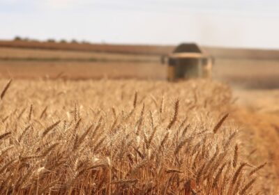 Cum să Utilizezi Tehnicile de Agricultură Sustenabilă pentru a Proteja Mediul