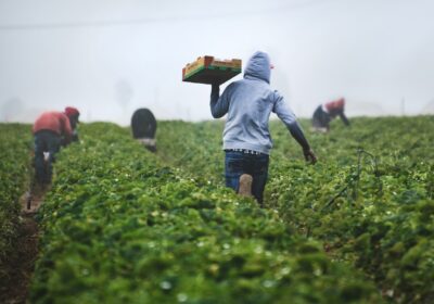 Cum să Îți Optimizezi Ferma cu Soluții de Agricultură Inteligentă