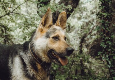 Cele Mai Bune Sfaturi pentru Creșterea Animalelor Într-o Fermă Organică