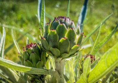 Cum Să Creezi O Grădină de Legume în Curtea Fermei Tale: Un Ghid Pas cu Pas
