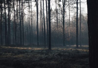 Importanța pădurilor în protecția mediului agricol