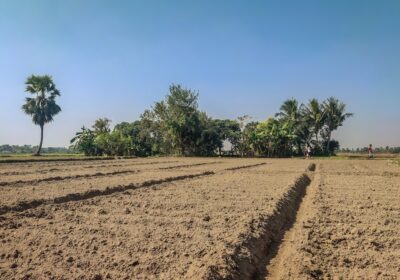 Strategii de atragere a investitorilor în agricultură