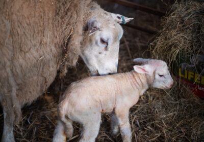 Cele mai profitabile rase de animale pentru ferme