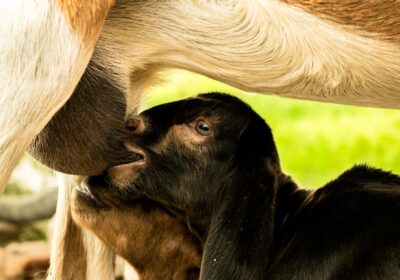 Tehnologii moderne pentru creșterea animalelor: inovații în zootehnie