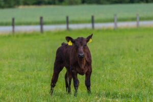 Photo "What you need to know about raising animals on the farm"