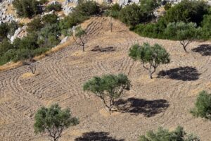 Photo Healthy soil