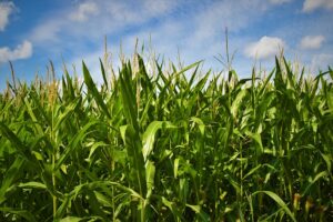 Photo "What to do to increase yields without affecting the environment"