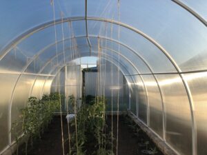 Photo What you need to know about growing vegetables in greenhouses