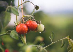 Photo Organic certification