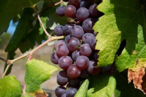 Photo protect grapevine diseases
