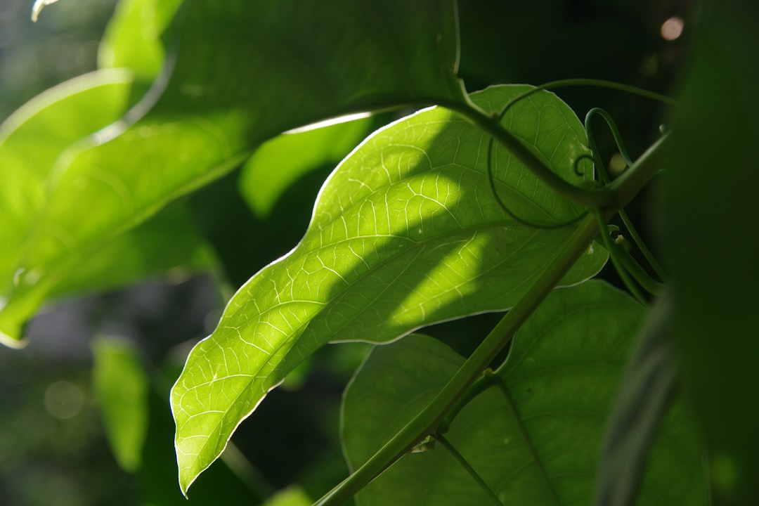 Photo drying pepper leaves
