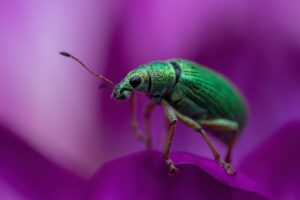 Photo Colorado potato beetle