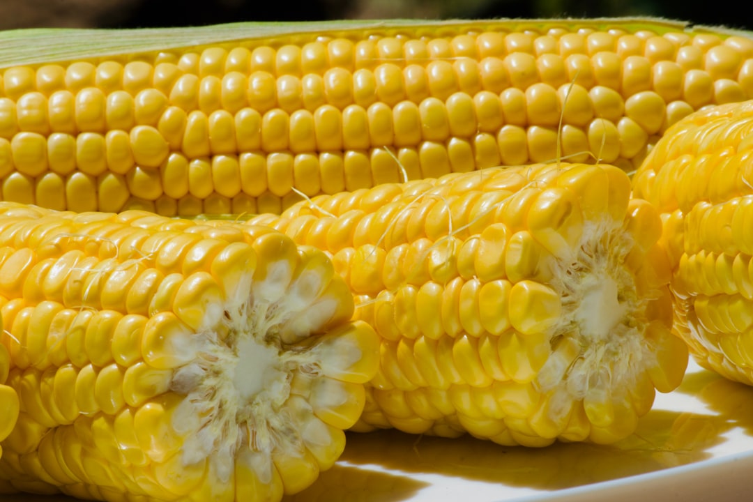 Photo "corn worm"