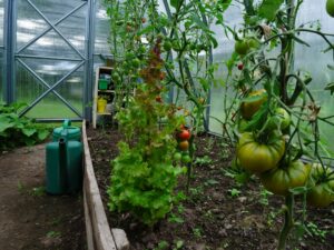 Photo watering tomatoes