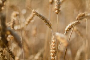 Photo protect wheat drought