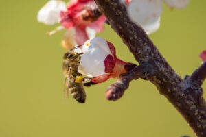 Photo protect plum trees from wasps