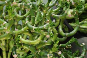 Photo protect peas pests