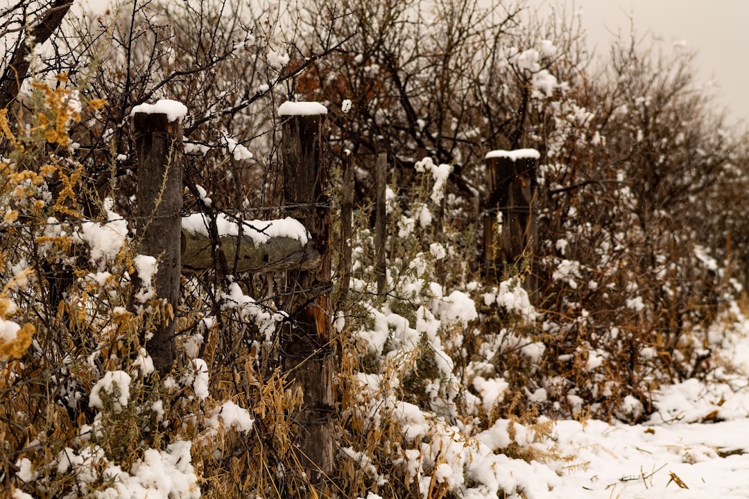 Photo protect grapevine from late frost