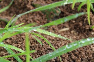 Photo protect crops from acid rain