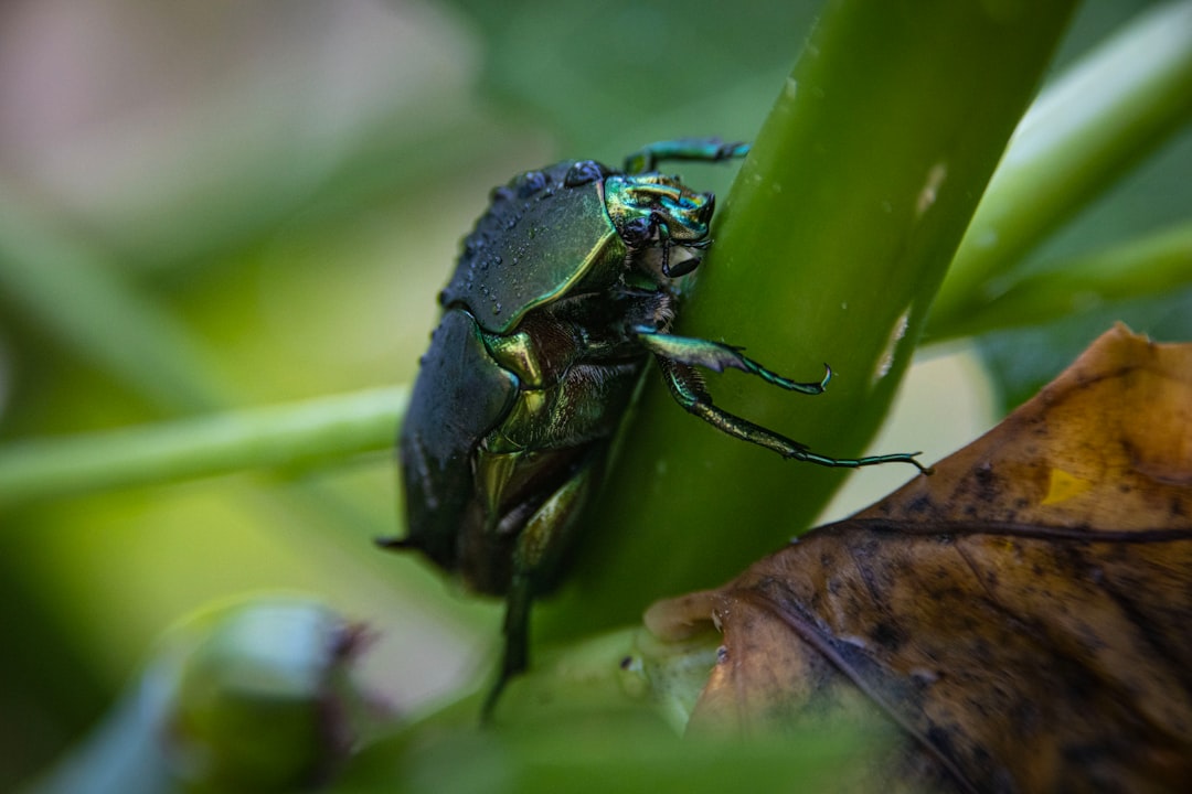 Photo get rid of cucumber beetle