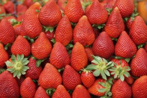 Photo protect strawberries from snails