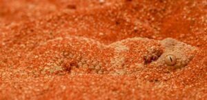 Photo red spider mite