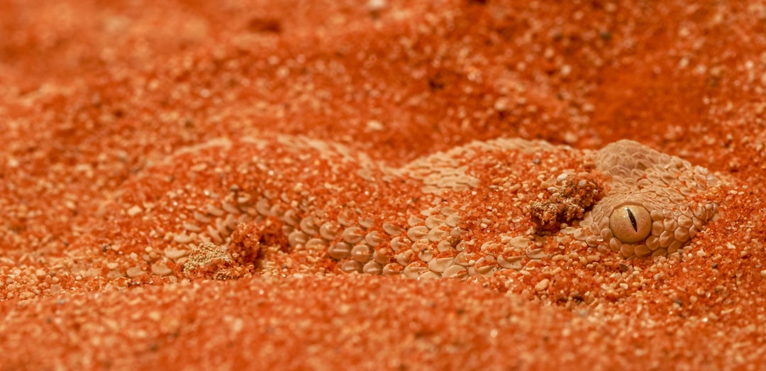 Photo red spider mite