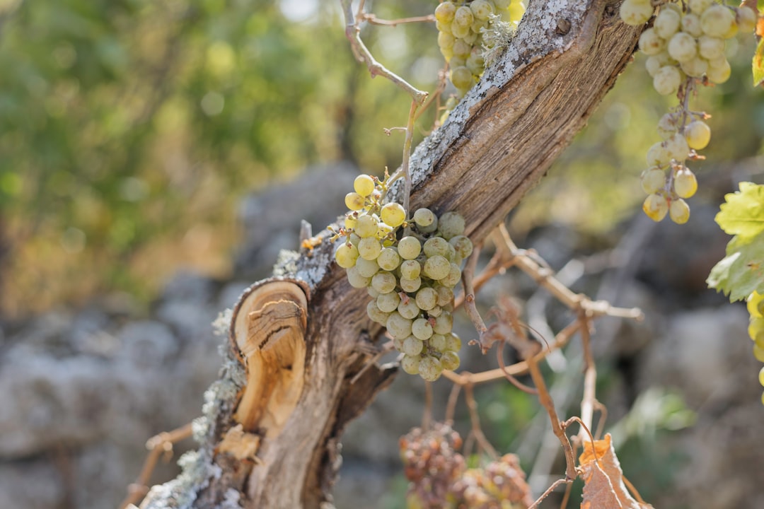 Photo grapevine drought