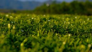 Photo preserve alfalfa
