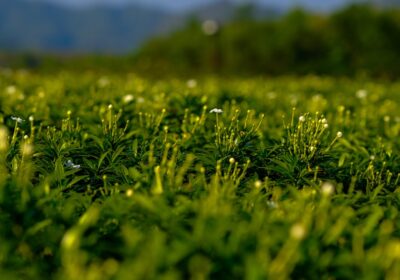 Cum să păstrezi lucerna pentru iarnă