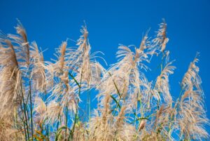 Photo protect crops from strong wind