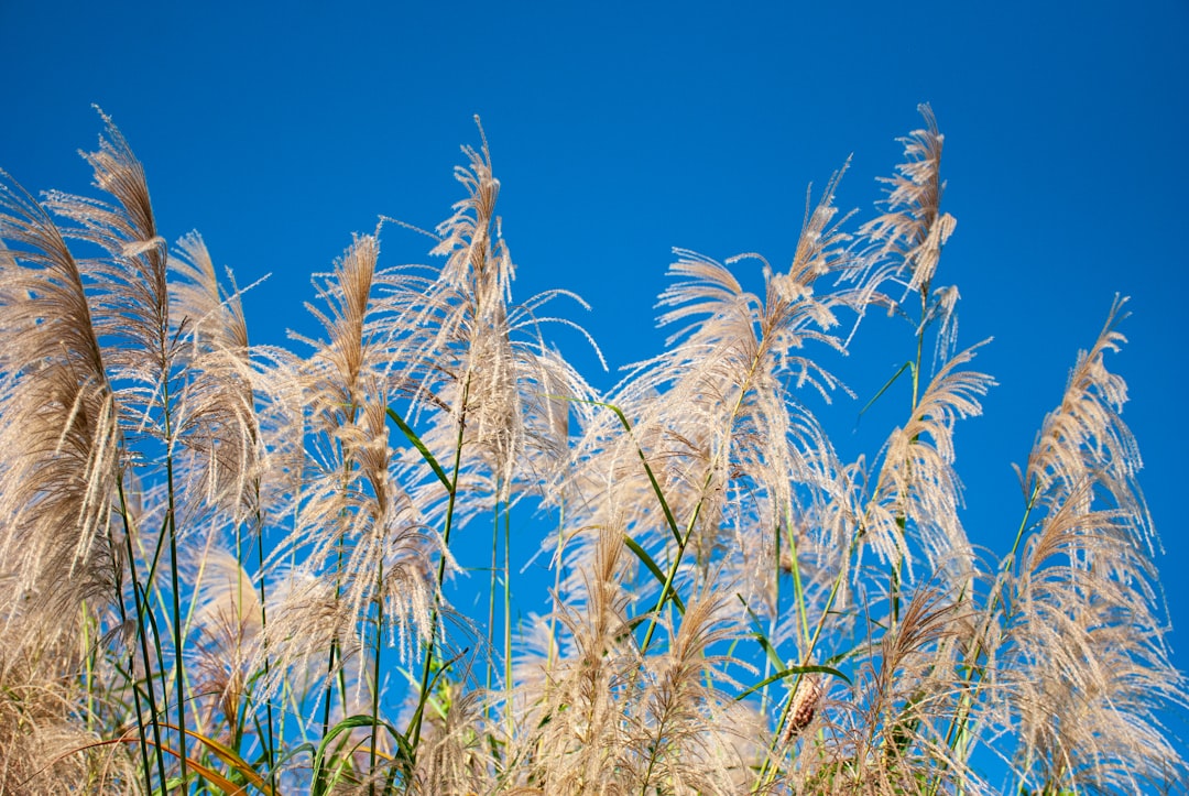Photo protect crops from strong wind