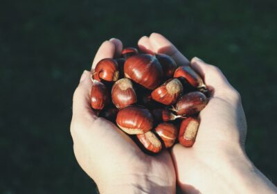 Cum să păstrezi semințele până la primăvară