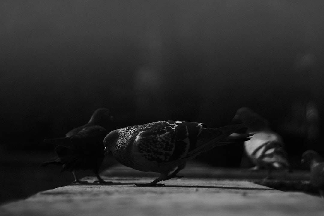 Photo gândacii de depozit