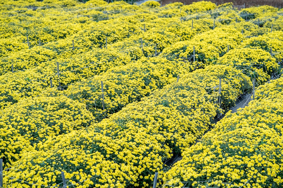 agricultural practices