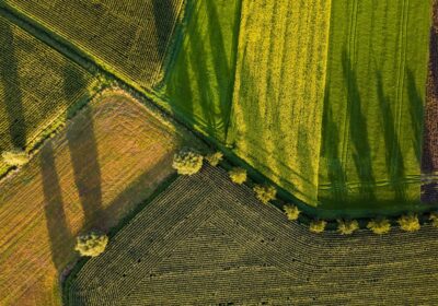 Agricultura de subzistență versus agricultura comercială: diferențe și impact socio-economic
