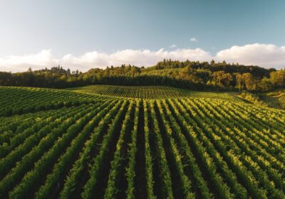 Rolul apei în agricultură: importanța și utilizarea eficientă